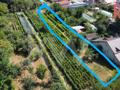 Vatra de casă și plantație de viță de vie 